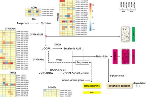 Betalain Biosynthesis Pathway And Tyrosine Biosynthesis From