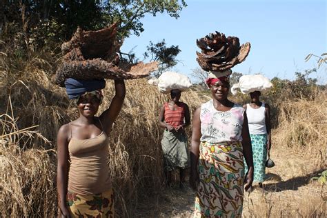 Tracking Elephants: In Praise of the Women of Zambia