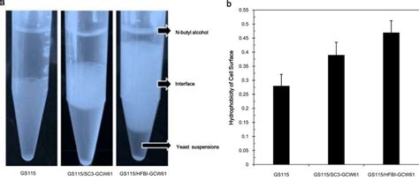 Analysis Of The Surface Hydrophobicity Of The Three Strains