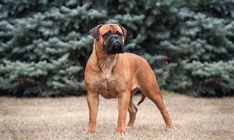 Bullmastiff Breed: Characteristics, Care & Photos | BeChewy