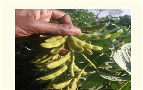 Recently Released Soybean Variety Pawe 1 At Pawe Research Center That Download Scientific