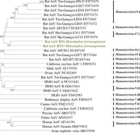 Phylogenetic Analysis Of The Partial Rdrp Sequence From Astroviruses In