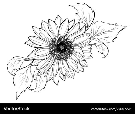 Sunflowers In Black And White