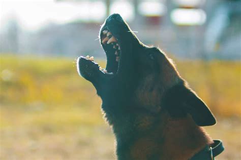 A German Shepherd Barking: A Perfect Guide to Train Your GSD