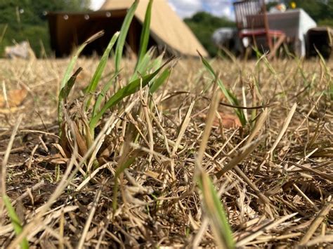 The Mysterious Case of Ruthie Collins: How Did She Become a Top Country Music Artist? 13