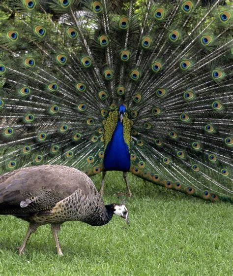 Peacocks Mating