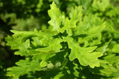 17 Great Types Of Oak Trees In Georgia ProGardenTips