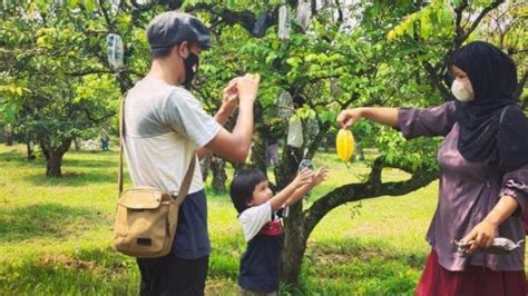 Tempat Wisata Bogor Jadwal Buka Taman Buah Mekarsari Lengkap Harga