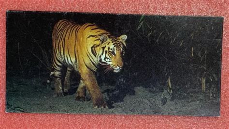 CARTE MERVEILLES DU MONDE Nestlé n 223 LE TIGRE Image Chocolat Vintage