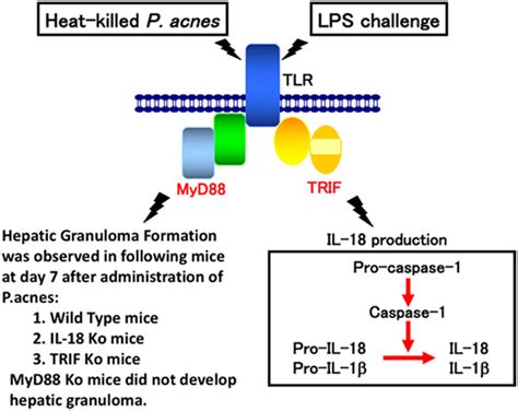 Frontiers Unique Action Of Interleukin 18 On T Cells And Other Immune