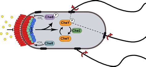 Chemotaxis Movement