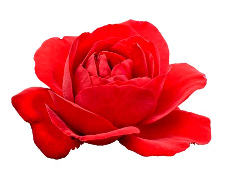 Transparent Png Images Roses