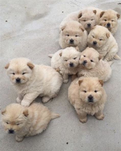 Cute Puppies Fluffy Animals Baby Animals Cute Small Fluffy