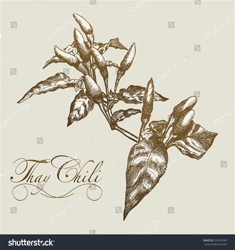Thai Hot Chili Pepper Stock Vector Royalty Free 237931633 Shutterstock