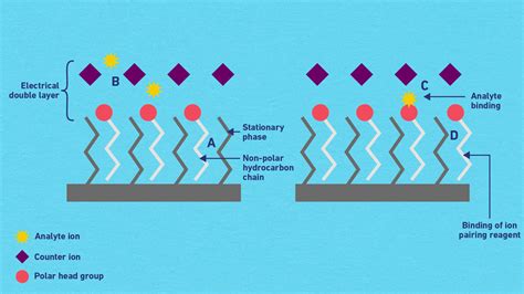 Ion Pair Chromatography How IPC Works Strengths Limitations And