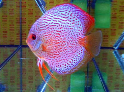 Leopard Snake Skin Discus Fish