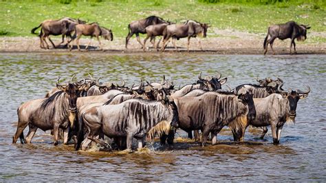 Ndutu Migration Safari Ngorongoro Crater Tanzania