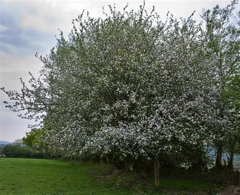 Crab Apple Malus Sylvestris