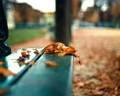 Resimlerin Dili Paris Photography Creative Photography Autumn Trees