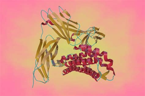 Crystal Structure of Human Interleukin-5 in Complex with Its Receptor ...
