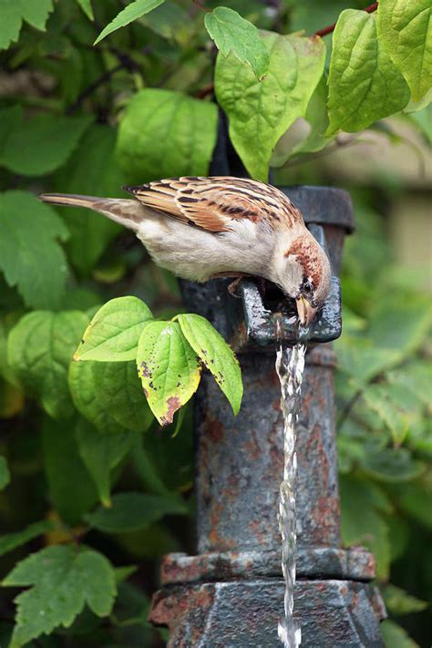 House Sparrow Drinking Water Photograph By Simon Booth Pixels