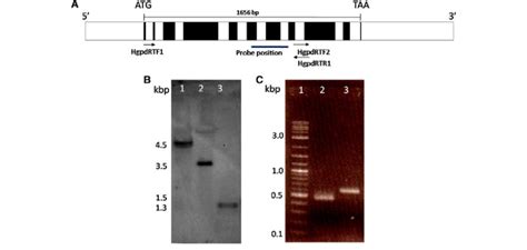 Schematic Diagram Southern Hybridization And Transcription Of The Gpd