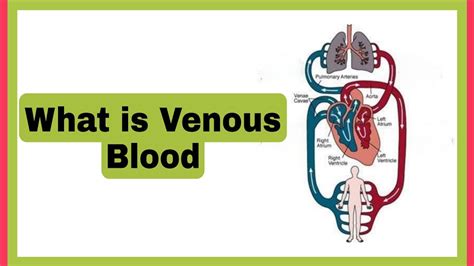 What is venous Blood - YouTube