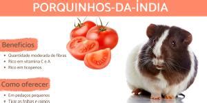 Quantidade Di Ria De Comida Para Porquinho Da Ndia Jovem E Adulto