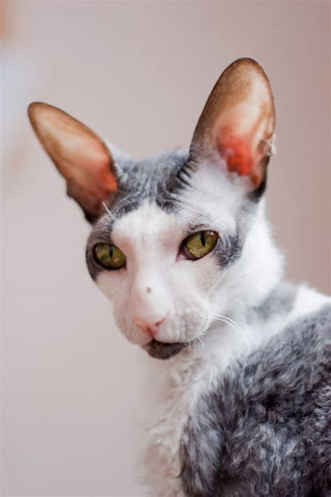 Jade The Cornish Rex Needs Baths More Than Devon Rex Cute Cool Cat