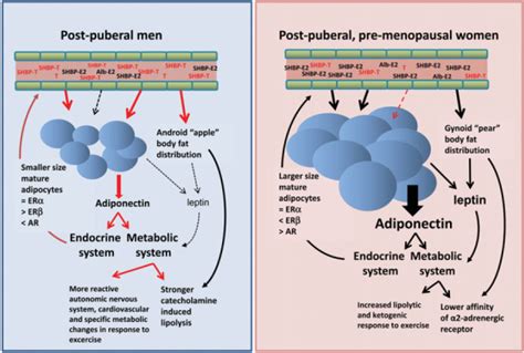 Sex Hormones And Macronutrient Metabolism Abstract Europe PMC