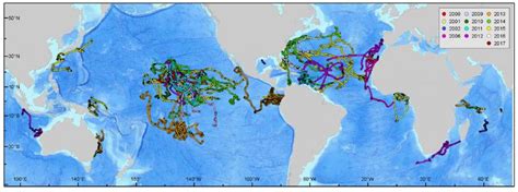 New Blue Marlin Habitat Study – International Game Fish Association