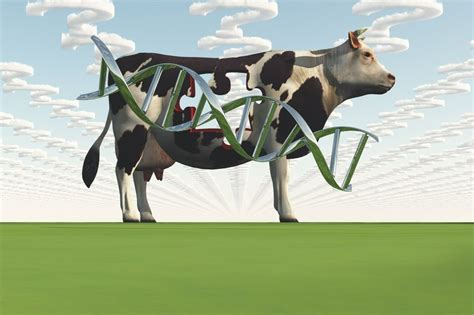 Application Of Genomics On Dairy Farms Icbf