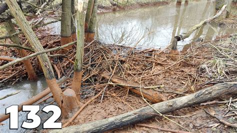 This Dam Was Completely Underwater - Manual Beaver Dam Removal No.132 - YouTube