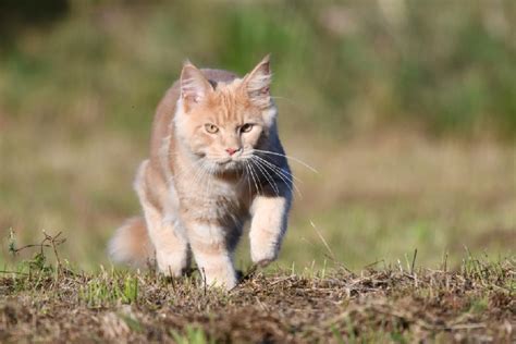 Chaton Maine Coon Tétouan mâle disponible en Pays de la Loire 72