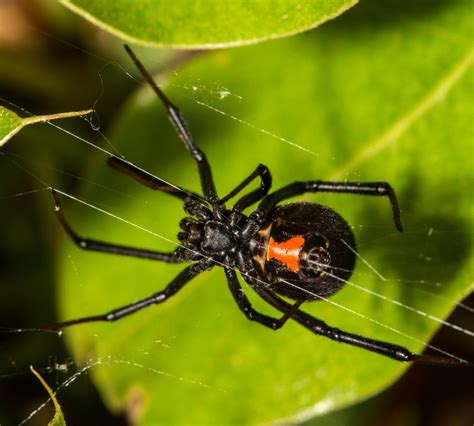 Top 5 Interesting Facts About Black Widow Spiders Toplist Info