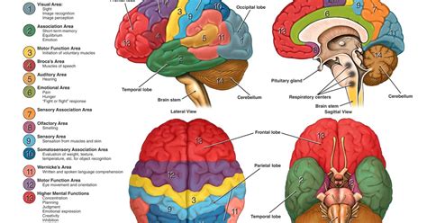 Ap Psychology Brain Structure