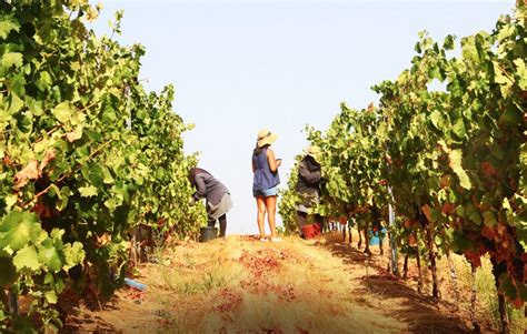 Wine Tour Alentejo Inside Events By Inside Tours Portugal Dmc