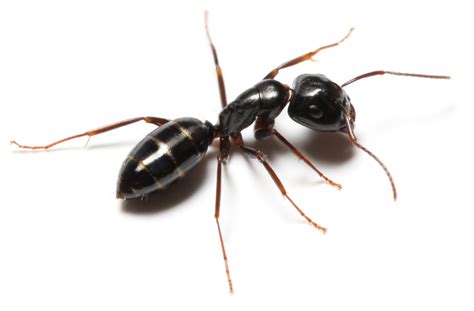 Ants control with AAI Pest Control - Stockton CA