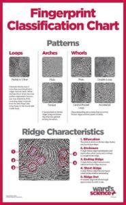 Ward's® Fingerprint Classification Chart | Sargent Welch