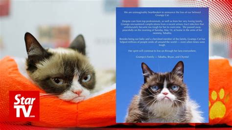 Internet Famous Grumpy Cat Passes Away At Age 7 Video Dailymotion