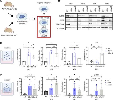 Jci Insight Prc Loss Drives Mpnst Metastasis And Matrix Remodeling