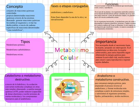 Mapa Mental Metabolismo Celular Braincp