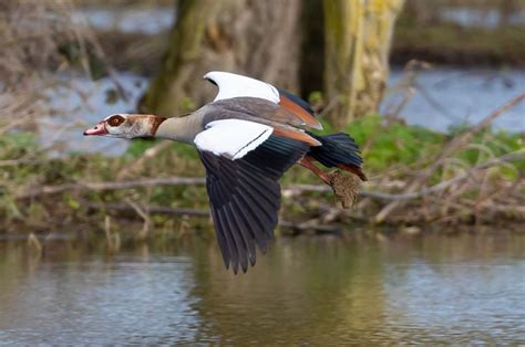 Ägyptische Gans Fliegend Kostenloses Foto auf Pixabay Pixabay