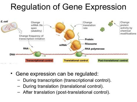 29 105 Fa13 Control Of Gene Expression Prokaryotes Skel