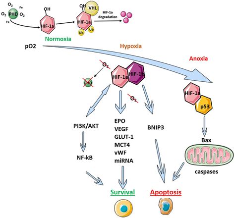 Frontiers Hypoxia Inducible Factor HIF In Ischemic Stroke And