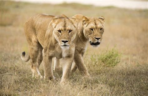 Lion Guide Species Facts And Where They Live In The Wild 60 Off