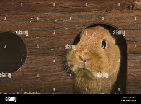 Conejo Enano Oryctolagus Cuniculus F Domestica Parece Fuera De Su