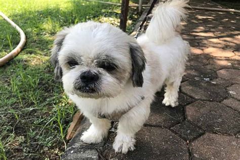 Senior Dog Care: What Your Senior Shih Tzu Needs