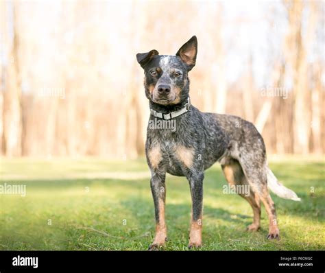 Pictures Of Blue Heelers : Australian cattle dogs—also known as blue heelers, red heelers, or ...