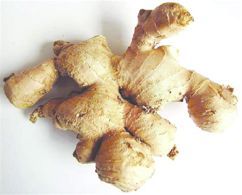 4 Green Fresh Ginger Zingiber Officinale Rhizomes Purchased From